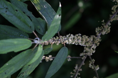 Debregeasia longifolia